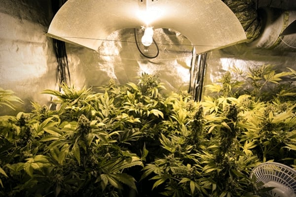 Conseils Culture Cannabis : Comment Installer Des Lampes De Culture En Intérieur
