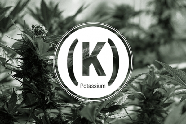 Carence en potassium : symptômes et solutions