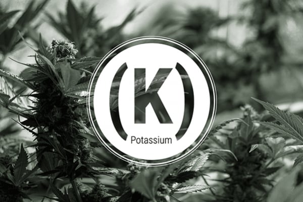 Carence en potassium : symptômes et solutions