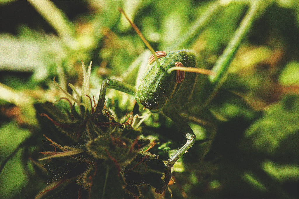 Comment repousser et éloigner les grillons de vos plants de cannabis