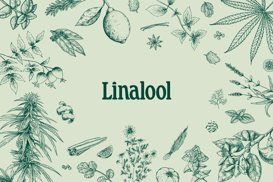 Linalool : découverte de ce terpène parfumé du cannabis
