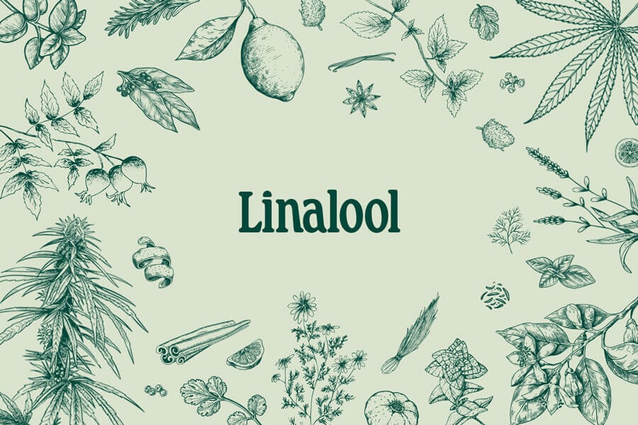 Linalool : découverte de ce terpène parfumé du cannabis