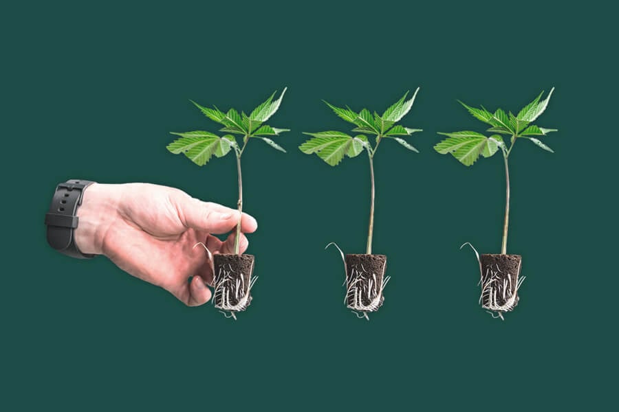 Peut-on cloner des plants de cannabis à autofloraison ?