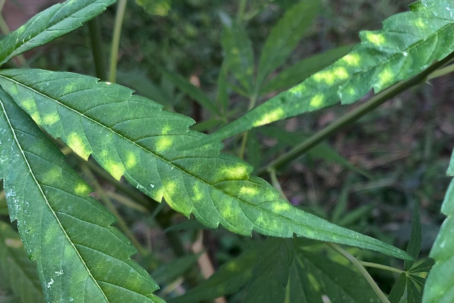 Septoriose des feuilles et cannabis : prévention et traitement