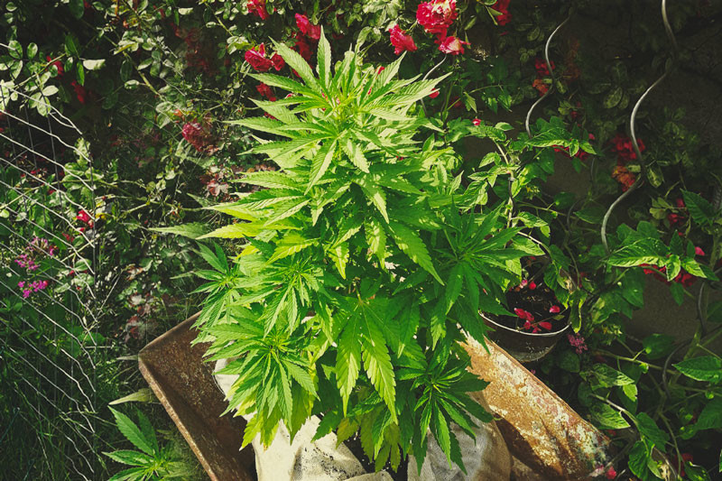 Le guide ultime pour cultiver du cannabis organique 