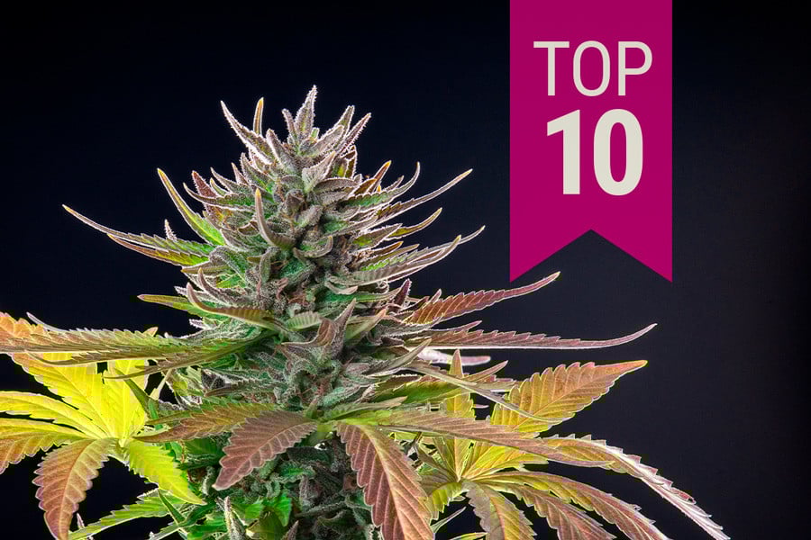 Top 10 des meilleures variétés sativa de 2026