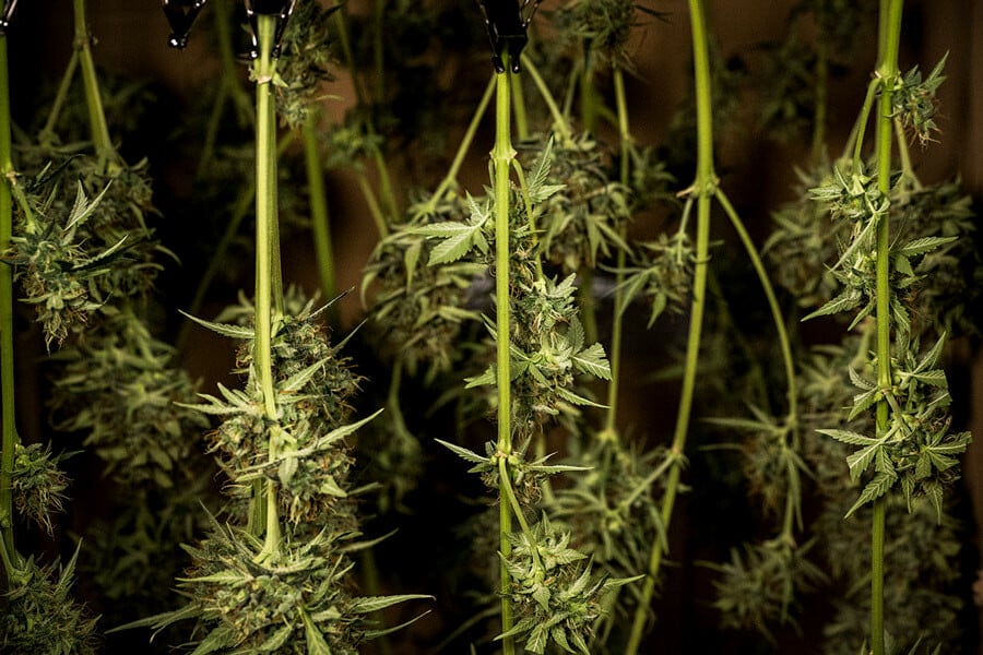 Séchage et curing du cannabis : conseils d'experts pour des têtes parfaites