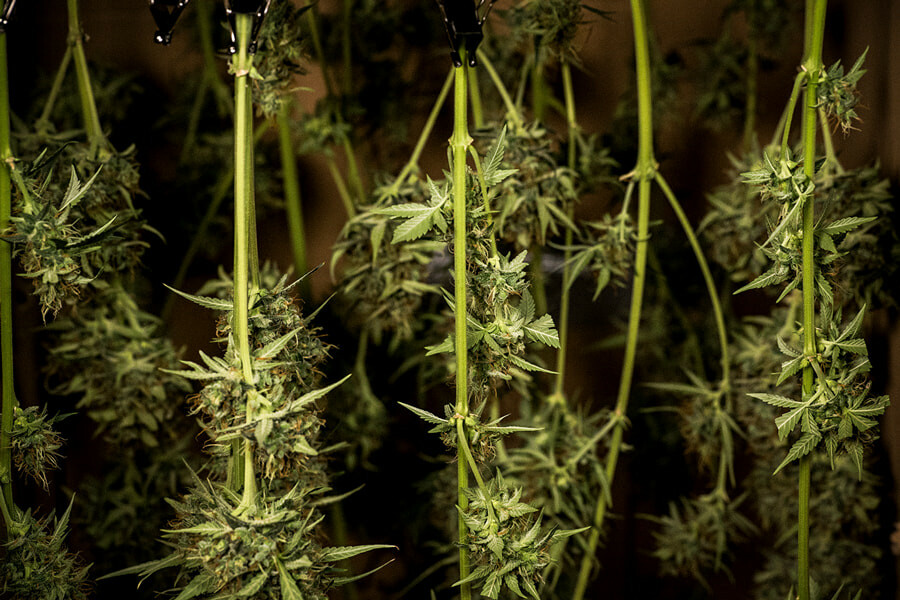 Séchage et curing du cannabis : conseils d'experts pour des têtes parfaites