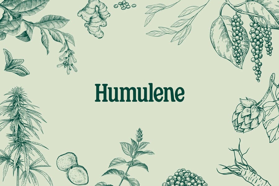 Humulène : un terpène du cannabis terreux et apaisant