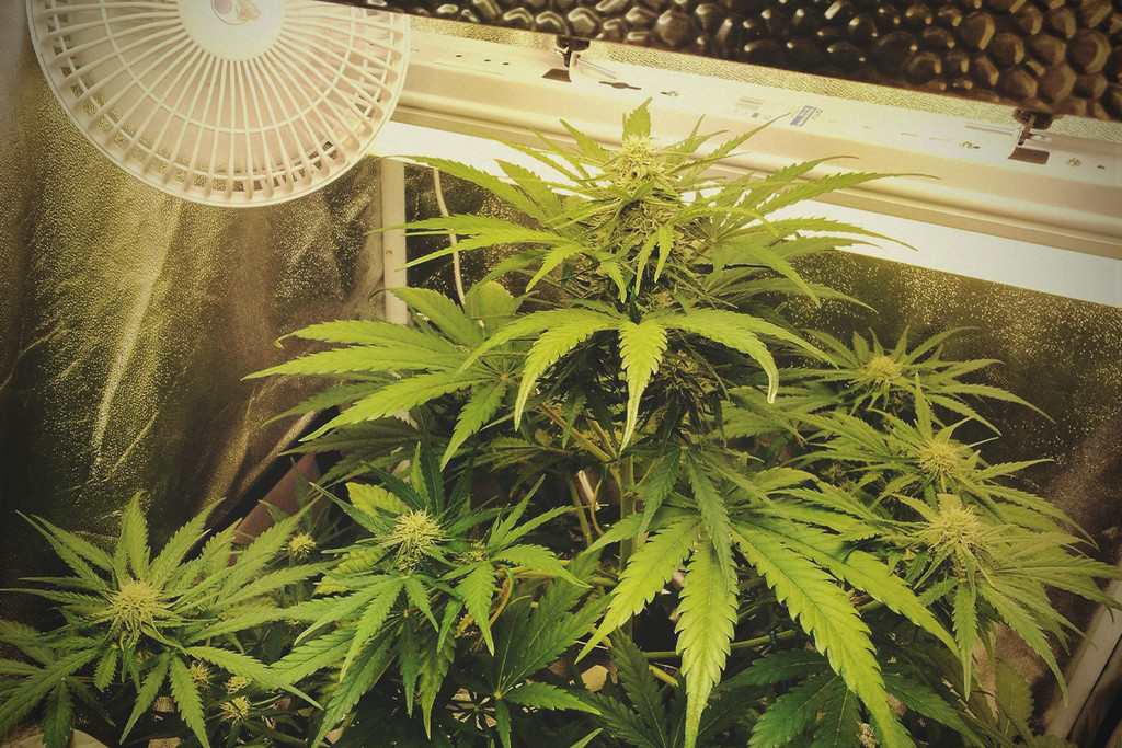 Formes de stress bénéfiques et nuisibles pour le cannabis