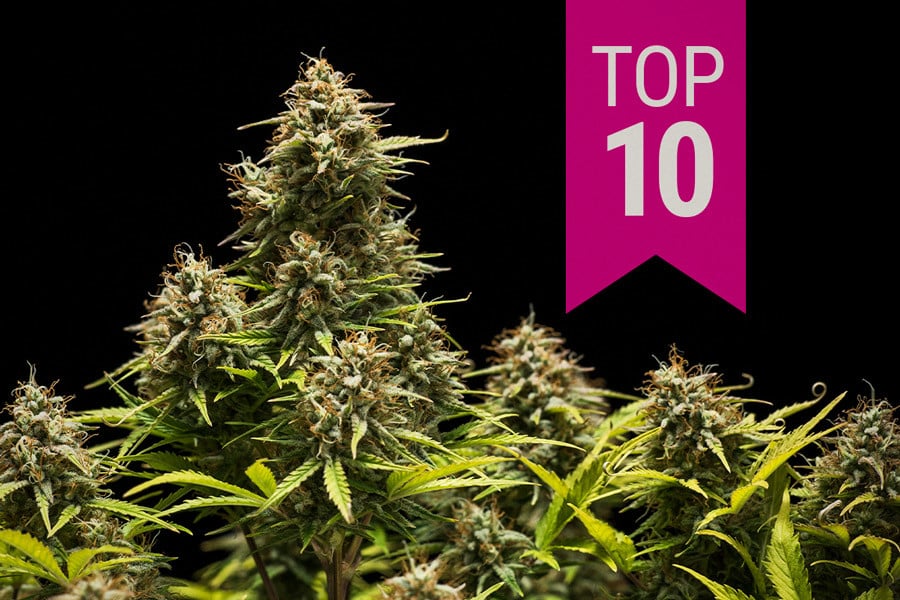 Top 10 des meilleures variétés indica de 2025