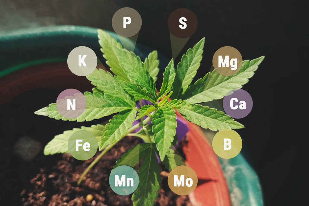 Macronutriments et micronutriments dans le cannabis