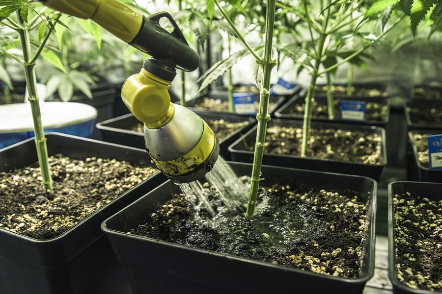 Arrosage du cannabis : comment remédier au sur-arrosage et sous-arrosage