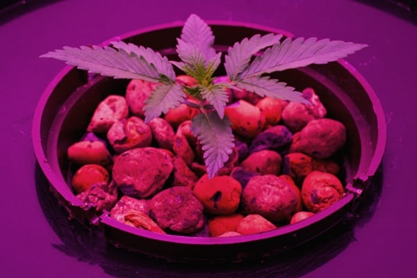Astuces de pro pour cultiver du cannabis en hydroponie
