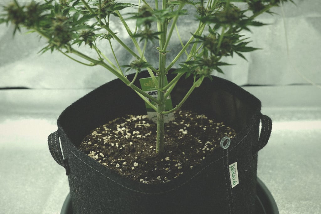 Quels avantages a la perlite pour les plants de cannabis ?