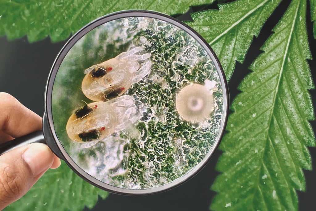 Ravageurs du cannabis : comment se débarasser des tarsonèmes des serres