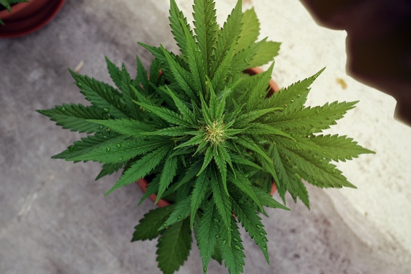 Qu’Est-Ce Que La Privation De Lumière Et Comment Affecte-T-Elle Le Cannabis ?