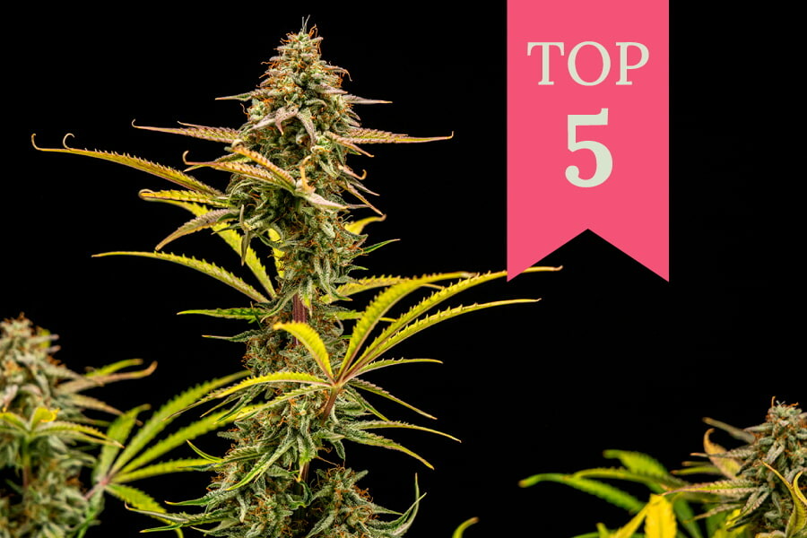 Top 5 des variétés de 2025 qui font rire