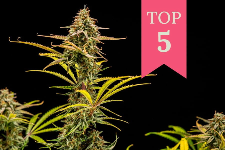 Top 5 des variétés de 2025 qui font rire