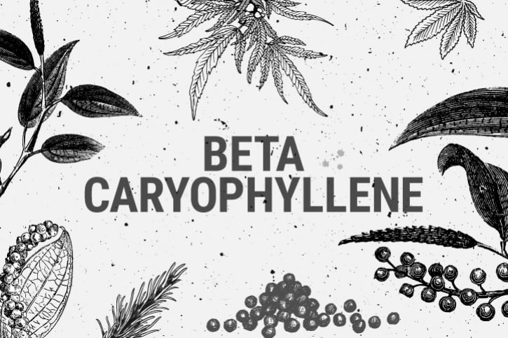 Bêta-Caryophyllène : Un Terpène Contre L'Anxiété Et La Dépression ?