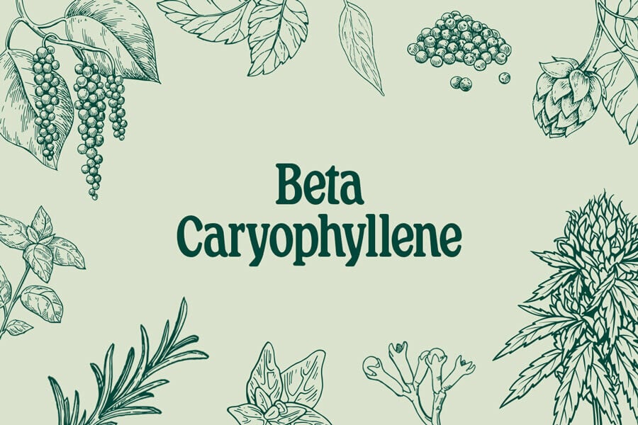 Bêta-caryophyllène : à la fois terpène et cannabinoïde