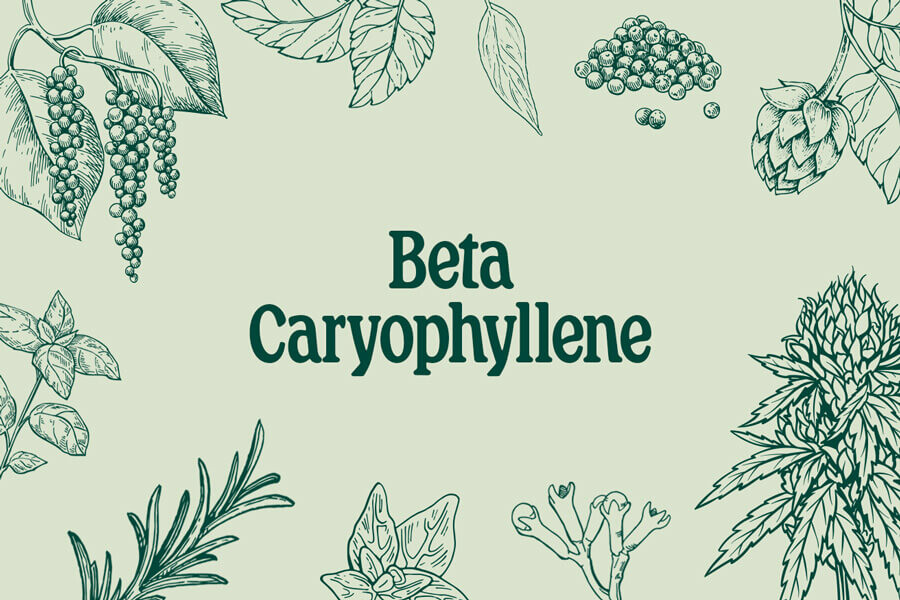 Bêta-caryophyllène : à la fois terpène et cannabinoïde