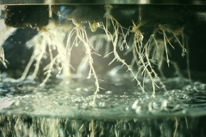 Un Guide Pour Les Nutriments Pour Le Cannabis En Système Hydroponique