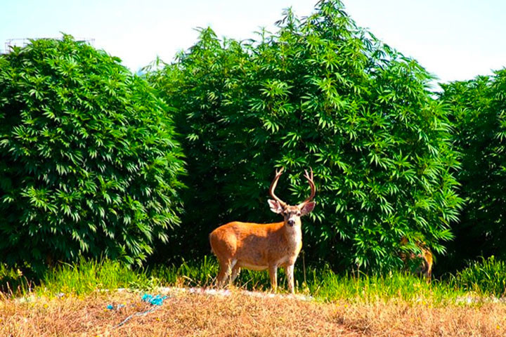 Humboldt County, Le Centre Névralgique De La Culture Du Cannabis