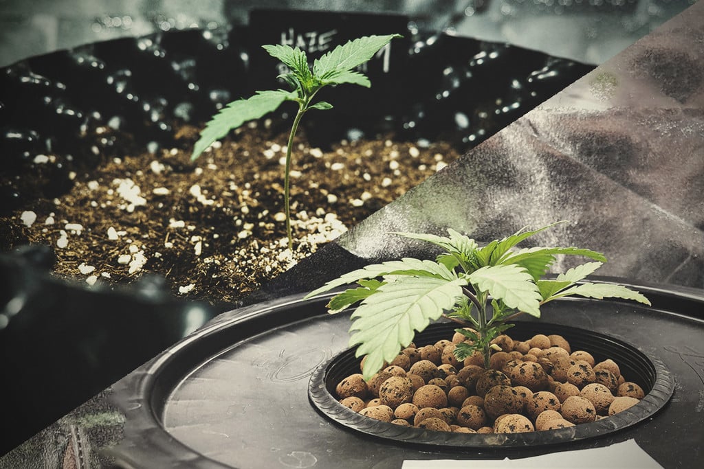 Culture du cannabis en hydroponie vs en terre