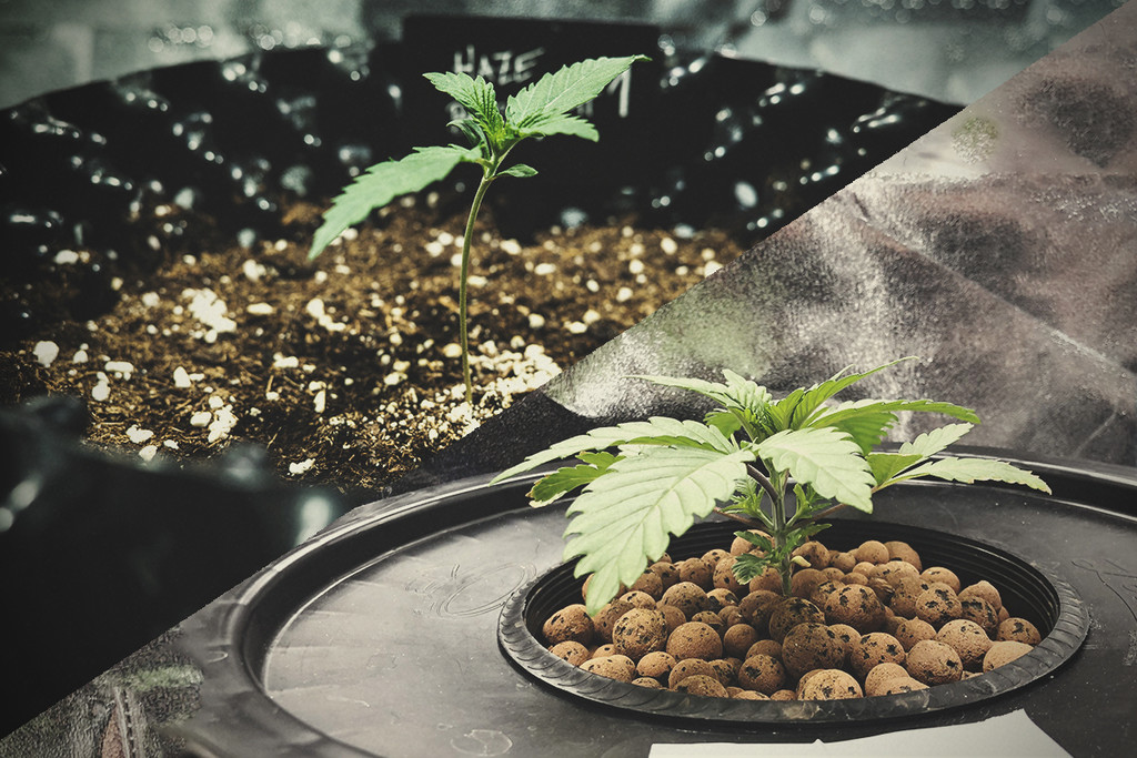 Culture du cannabis en hydroponie vs en terre - RQS Blog