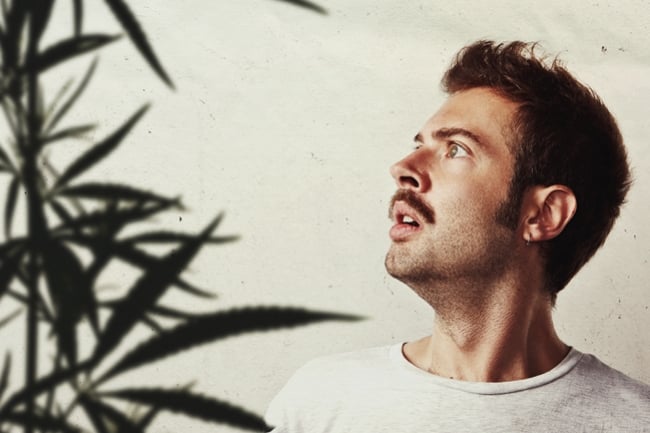 Mes plants de cannabis poussent trop haut : que faire ?
