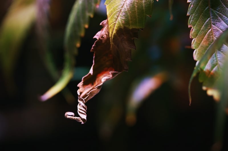 Comment Prévenir Et Traiter Les Feuilles Sèches Et Frêles