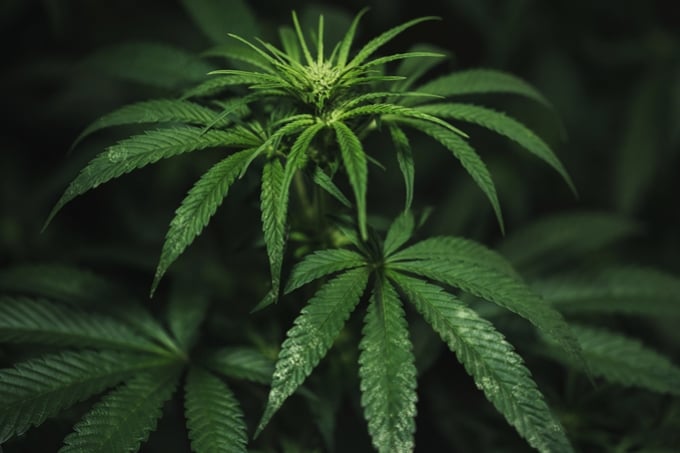 Comment prévenir et traiter les thrips sur les plants de cannabis