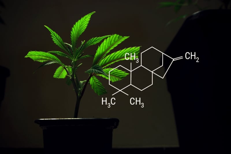 Clones De Cannabis Et Hormones De Bouturage