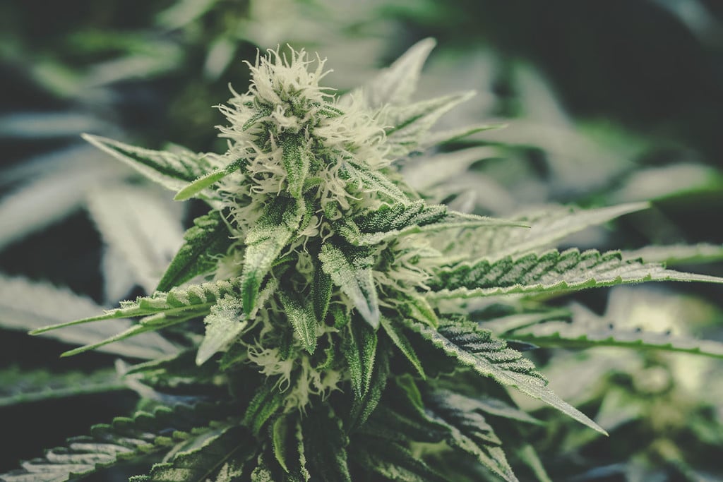 Cannabis médical : 10 bienfaits et inconvénients de la marijuana médicale