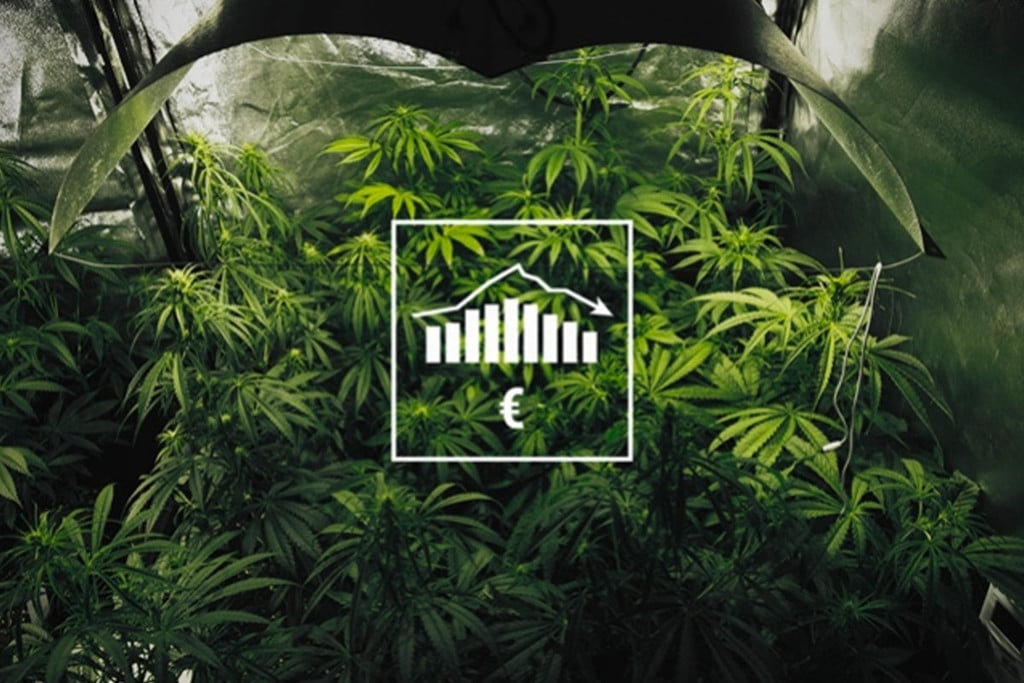 Comment Cultiver Du Cannabis Avec Un Petit Budget : Intérieur et Extérieur