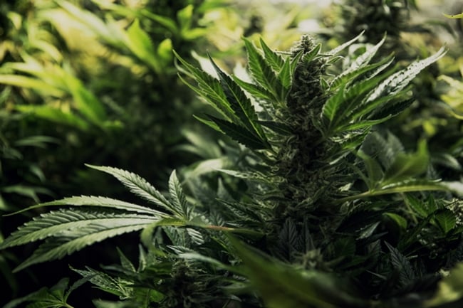 Que sont les variétés de cannabis hybrides et comment sont-elles créées ?