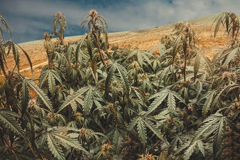 Comment cultiver du cannabis en cas de sécheresse
