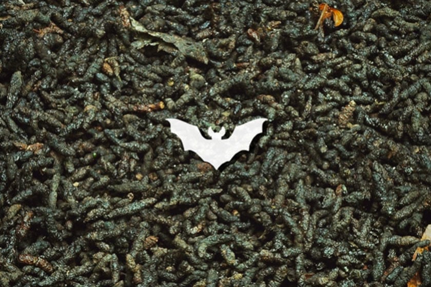 Guano De Chauve-Souris : Le Super Aliment Pour Cannabis