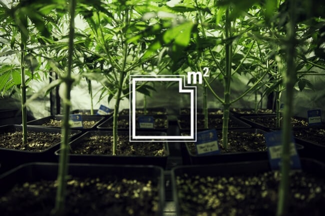 Combien de plants de cannabis peut-on cultiver au mètre carré ?