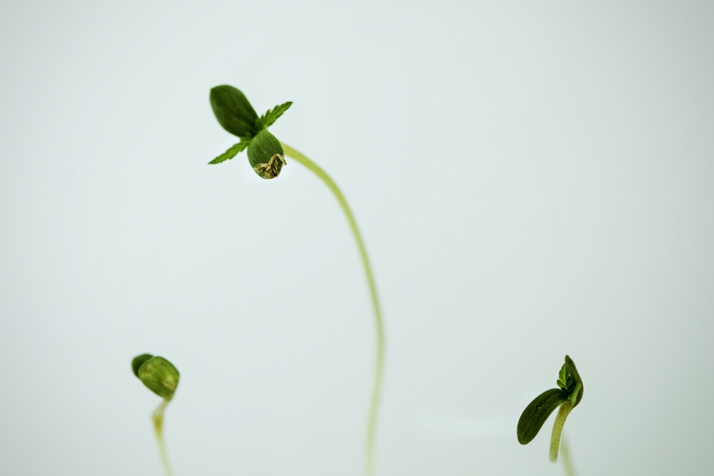 Comment éviter que les plantules de cannabis ne s’étirent ?