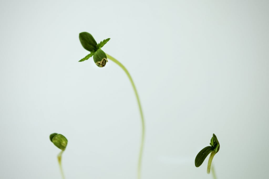 Comment éviter que les plantules de cannabis ne s’étirent ?