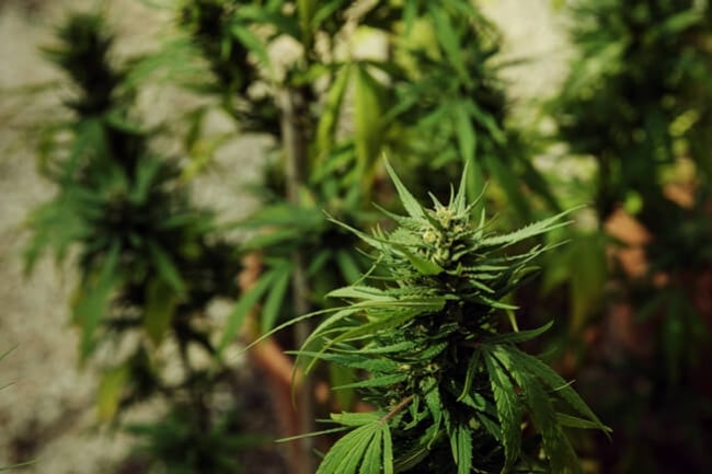 Comment Savoir Si Vos Plants De Cannabis Femelles Ont Été Pollinisés