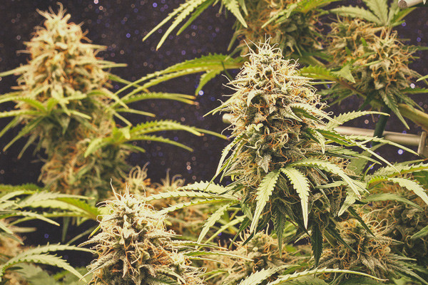 Rapport de culture Amnesia Haze Automatic 