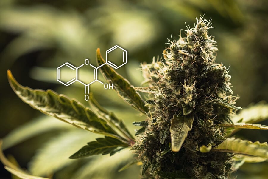 Que Sont Les Flavonoïdes Dans Le Cannabis Et Que Font-Ils ?