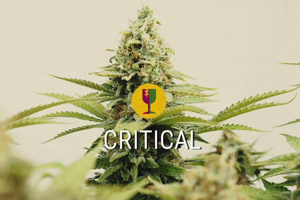 Critical La meilleur variété de cannabis pour les cultivateurs commercial