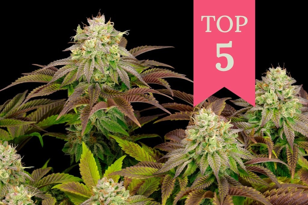 Les 5 variétés de cannabis indica les plus puissantes