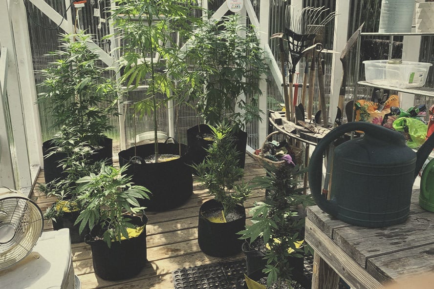 Comment Construire la Meilleure Serre Pour Cultiver du Cannabis