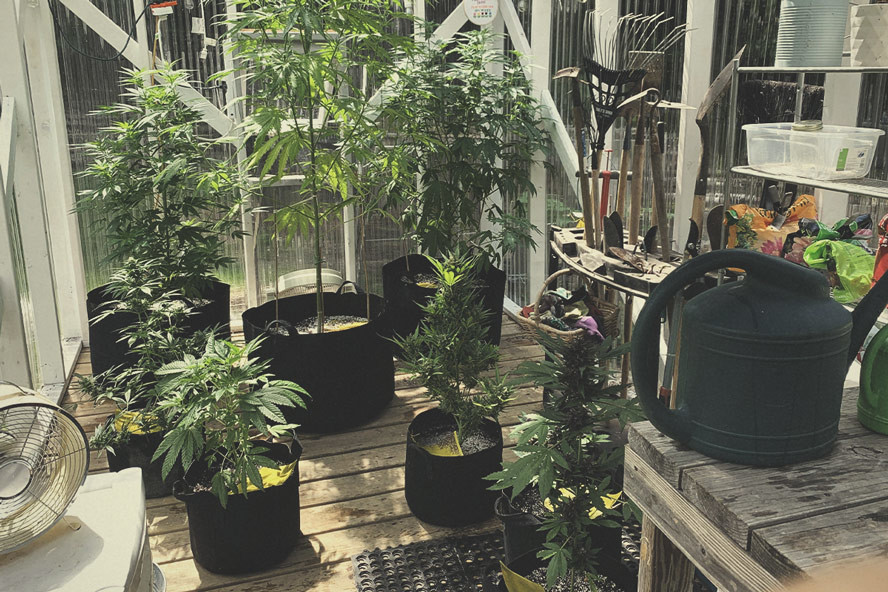 Comment Construire la Meilleure Serre Pour Cultiver du Cannabis
