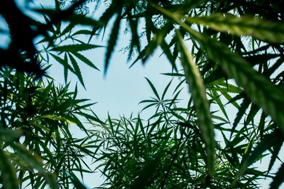 Pots vs Terre Quel Est Le Mieux Pour La Culture Du Cannabis En Extérieur ?